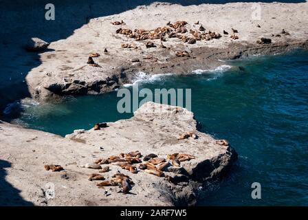 Eine Kolonie von Seelöwen auf den Felsen am Valdes Halbinsel, in Argentinien, Südamerika Stockfoto