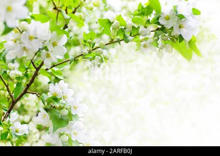 Weiße blühende Blumen auf apfelbaumzweig, weicher Fokus, grüne Blätter verschwommener Hintergrund, schöne Frühlingskirschblütengrenze, Sakura-Blumenrahmen Stockfoto