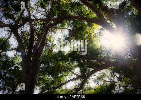 Dieses einzigartige Foto zeigt einen riesigen üppigen grünen Baum durch, weil die Sonnenstrahlen leuchten. Dieses Bild wurde im Dschungel von Hua hin in Thailand aufgenommen Stockfoto