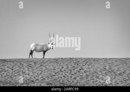 Arabische Oryx, Weiße Oryx (Oryx leucoryx) in der Wüste in der Nähe von Dubai, Vereinigte Arabische Emirate Stockfoto