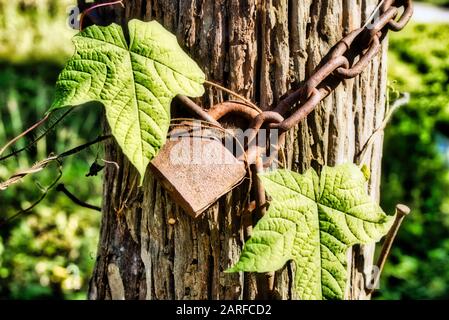 Dieses einzigartige Foto zeigt einen alten Stumpf, um den eine rostige Kette gewickelt ist und der auch von einer Weinpflanze und ihren Blättern überwuchert wird. Stockfoto