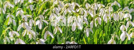 Panorama der Schneeflümchen (Galanthus nivalis) im Gras zu Frühlingsbeginn Stockfoto