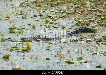 Miami, USA. Mai 2018. Miami, USA Mai 2018: Impressions Miami/South Coast - Mai - 2018 Miami Everglades, Alligator - Usage Worldwide Credit: Dpa/Alamy Live News Stockfoto