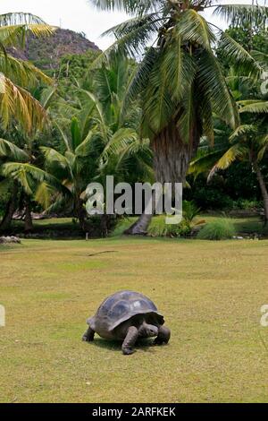 Aldabra-Riesenschildkröte auf Gras, (Aldabrachelys gigantea), Curieuse Island, Seychellen. Stockfoto