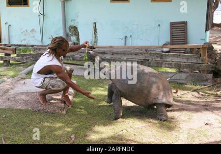 Lokaler Reiseleiter, der den riesigen aldabra-schildkrötenbündel aus Blättern, Curieuse Island, Seychellen füttert. Stockfoto