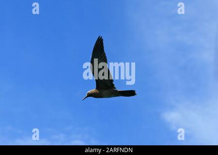 Brauner Knötchenvogel im Flug, (Anous Stolidus), Vogelinsel, Seychellen. Stockfoto