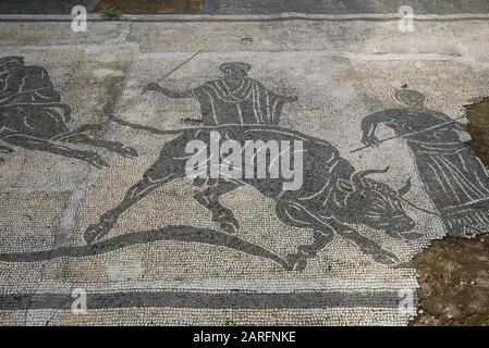 Rom. Italien. Ostia Antica. Caserma dei Vigili (Kaserne der Feuerwehr). Mosaik, das einen Stier darstellt, der zum Opfer im Pronaos (Vestibül Stockfoto