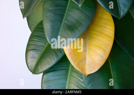 Gelbes, verwildertes Blatt auf grüner Fikuspflanze (Ficus elastica, Assamgummi, indischer Gummibaum), Lebenszyklus der Hauspflanzen Stockfoto