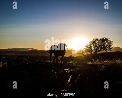 Große Hundesilhouette mit Sonnenuntergang oder Sonnenaufgang als Hintergrund. Konzept für Tiere und Haustiere. Sierra de la ventana, Buenos Aires, Argentinien. Stockfoto