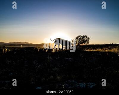 Große Hundesilhouette mit Sonnenuntergang oder Sonnenaufgang als Hintergrund. Konzept für Tiere und Haustiere. Sierra de la ventana, Buenos Aires, Argentinien. Stockfoto