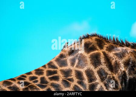 Bird sitzt auf dem Rücken der großen Giraffe im Kruger-Nationalpark. Südafrika Stockfoto