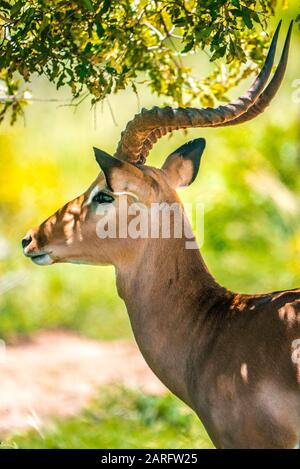 Impala in schöner Umgebung und satten Farben Stockfoto