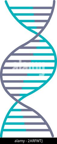 Rechtshändiges DNA-Helix violett und türkis-farbiges Symbol. B-DNA. Desoxyribonukleinsäure, Nukleinsäurestruktur. Spiralstrang. Chromosom. Molekularbiologie. Stock Vektor