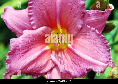 Hemerocallis Sommerwein. Nahaufnahme eines Einzelblumen-Vollbildschirms. Stockfoto