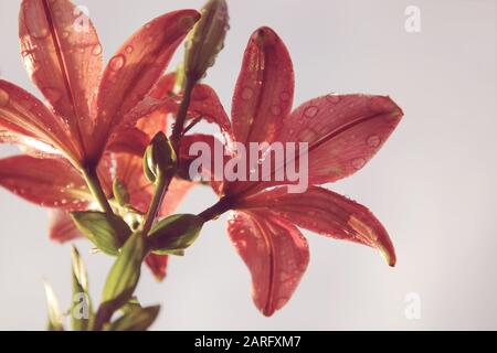 Schöne pink-rote Lilienblüten im Sonnenlicht mit Wassertropfen nach dem Regen. Blasser Himmel, Sonnenschein, Draufsicht, selektiver Fokus Stockfoto
