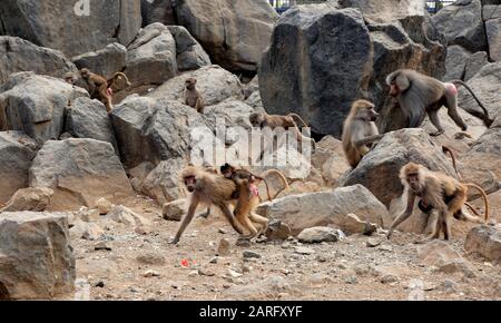 Sanaa, Jemen. Januar 2020. Affen sind in einem nationalen Zoo in Sanaa, Jemen, 26. Januar 2020 zu sehen. Der Jemen-Bürgerkrieg hat den Zusammenbruch der lokalen Währung und die Erhöhung der Lebensmittelpreise verursacht, was es schwierig macht, genug Nahrung und medizinische Versorgung für Tiere im Zoo zu bekommen, einschließlich Löwen.TO GO WITH "Feature: Zoo-Löwen verhungern im kriegszerstörten Jemen" Credit: Mohammed Mohammed/Xinhua/Alamy Live News Stockfoto