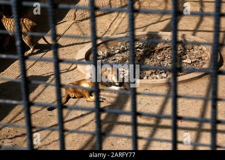 Sanaa, Jemen. Januar 2020. Ein Löwe liegt am Boden in einem Käfig in einem nationalen Zoo in Sanaa, Jemen, 26. Januar 2020. Der Jemen-Bürgerkrieg hat den Zusammenbruch der lokalen Währung und die Erhöhung der Lebensmittelpreise verursacht, was es schwierig macht, genug Nahrung und medizinische Versorgung für Tiere im Zoo zu bekommen, einschließlich Löwen.TO GO WITH "Feature: Zoo-Löwen verhungern im kriegszerstörten Jemen" Credit: Mohammed Mohammed/Xinhua/Alamy Live News Stockfoto