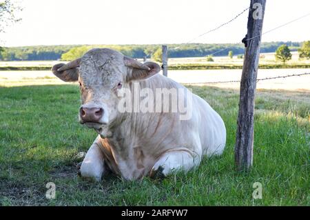 Charolais Stier liegt auf einem Feld Stockfoto
