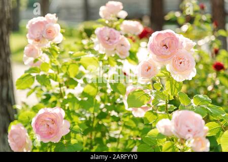 Der blühende Rosengarten. Natürliche Blumen im Garten. Schöne sanfte Rosen in pinkfarbener Farbe. Stockfoto