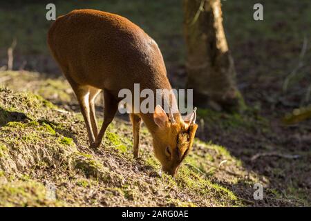 Muntjac Hirsch Muntiacus reevesi kleinster britischer Hirsch. Das Männchen hat kleine Geweih und lange, wie Tusken vorspringende Kaninchen. Winter im britischen Wildlife Center Stockfoto