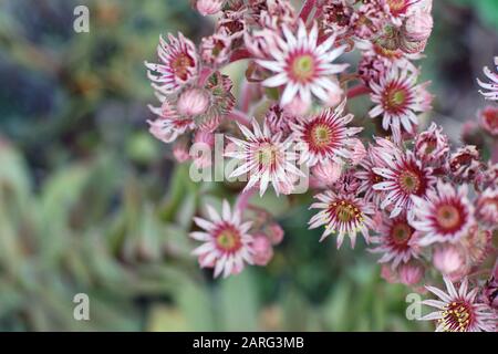 Rosafarbene Blumen immergrüner Sempervivum-Sukkulenten, Infloreszenzen der Houseleek-Pflanze, Draufsicht, verschwommener grüner Hintergrund, selektiver Fokus Stockfoto