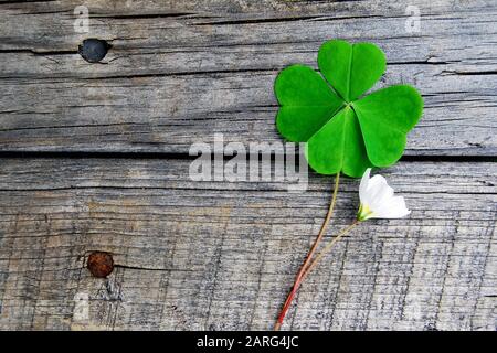 Grünes Kleeblatt mit vier Blättern und kleiner weißer Blüte auf grauem Holzhintergrund Stockfoto