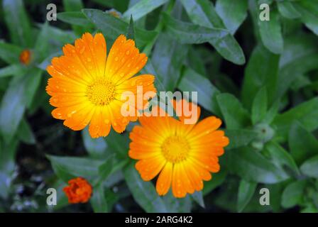 Leuchtend orangefarbene Calendula officinalis oder marigalte Blumen in Tropfen Tau auf grünem Blattgrund, Draufsicht, selektiver Fokus Stockfoto