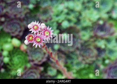Rosafarbene Blumen immergrüner Sempervivum-Sukkulenten, Infloreszenzen der Houseleek-Pflanze, Draufsicht, verschwommener grüner Hintergrund, selektiver Fokus Stockfoto