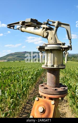 Landwirtschaftliche Bewässerung mit der Bewässerung Sprinkler, in einem Feld von Mais Stockfoto