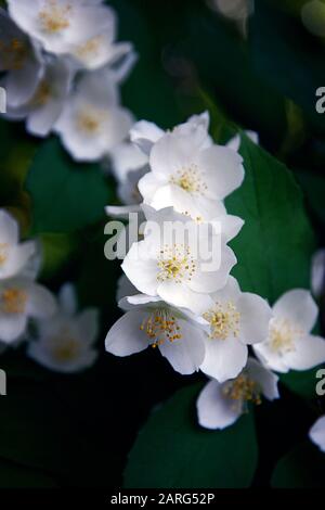 Garten Jasmin in Blüte. Zarte weiße Blumen in Mockorange im Sommerpark Stockfoto