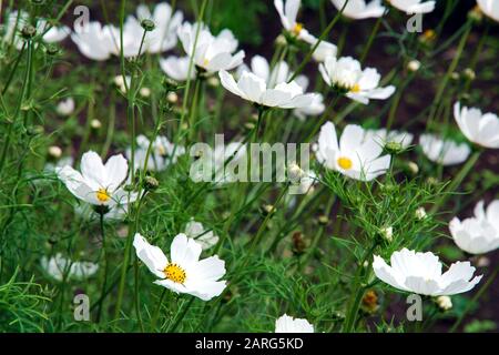 Sommerblumenbeet mit weißen Kosmosenblüten im Garten. Stockfoto