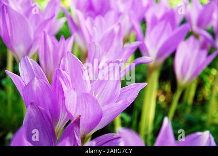 Colchicum autumnale Blumen im Herbstgarten Stockfoto