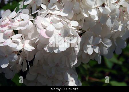 Weiße Hortensia blühen im Sommerpark Stockfoto