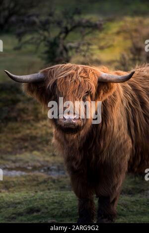 Hochlandrinder weiden auf Goonzion Abstiege in Cornwall. Stockfoto