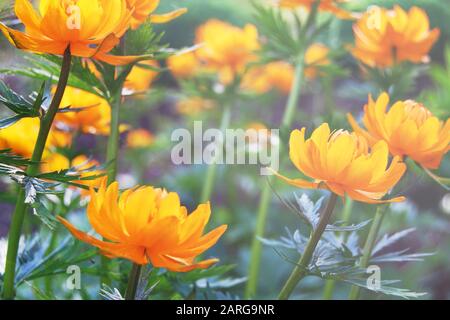 Orangefarbene Weltblumen in grünem Garten in der Nähe Stockfoto