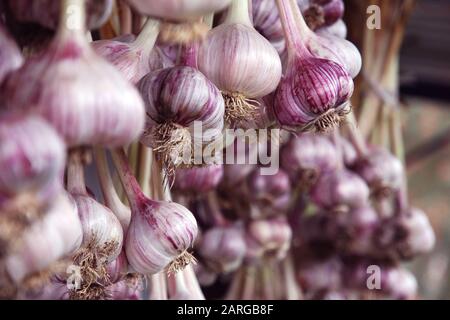 Frisch gepflückten Knoblauch in Bündeln zum Trocknen hängen Stockfoto