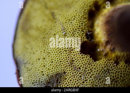 Nahaufnahme des Pilzbodens mit Lamellar und, oder Röhre oder Pollen Stockfoto