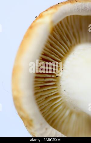 Nahaufnahme des Pilzbodens mit Lamellar und, oder Röhre oder Pollen Stockfoto