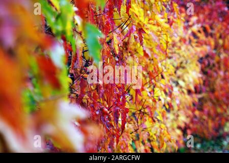Bunte Herbstblätter im Park Stockfoto