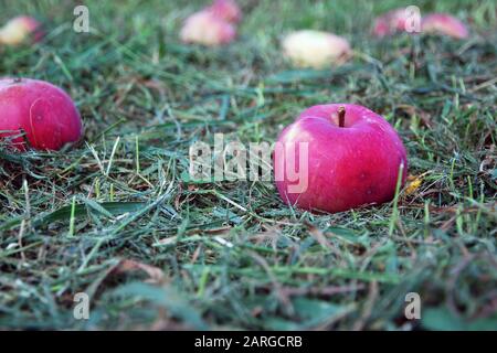 Ein paar rote Gartenzapfel fielen von einem Baum. Gemähtes grünes Gras unter apfelbaum, verschwommener Rasen und entfernte Äpfel im Hintergrund, selektiver Fokus. Stockfoto