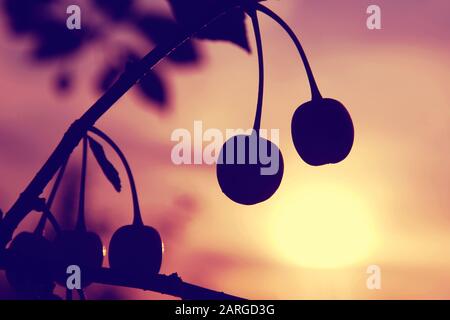 Silhouette von zwei Kirschen auf einem Ast im Hintergrund des Sommer-Sonnenuntergangs Stockfoto