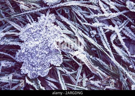 Einzelnes gefrorenes Eichenblatt auf Gras, das mit Huffrost bedeckt ist Stockfoto