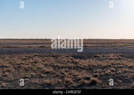 Wide Angle Shot eines angolanischen Giraffe - Giraffa giraffa angolensis - illustriert die große Offenheit der Ebenen von Etosha National Park, Namibia. Stockfoto