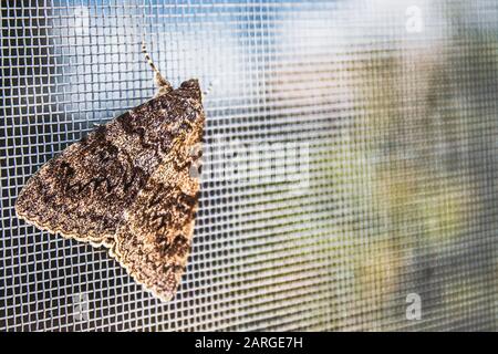 Ein Schmetterling sitzt auf einem Mückennetz auf dem Fenster. Ein wunderschönes Insekt in einem natürlichen Lebensraum. Großer Schmetterling. Stockfoto