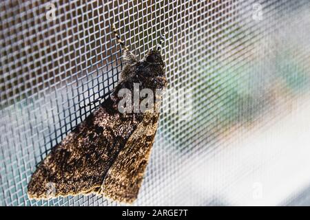 Ein Schmetterling sitzt auf einem Mückennetz auf dem Fenster. Ein wunderschönes Insekt in einem natürlichen Lebensraum. Großer Schmetterling. Stockfoto
