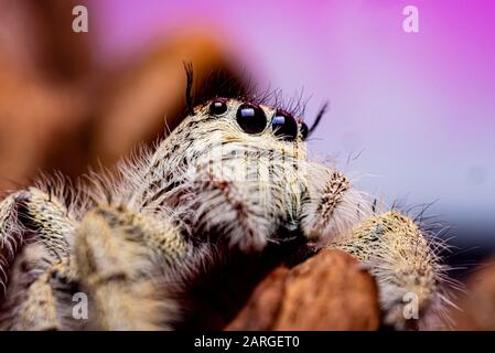 Platycryptus undatus springen Close up Spider. Makro Foto von Insekt und Tier Stockfoto