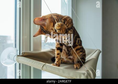 Süße kleine Bengal Kitty Cat Verlegung auf der Katze Fenster Bett lecken sich. Stockfoto