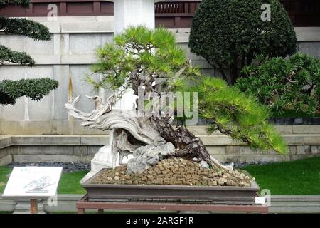 Hongkong - Januar 2020: Chi Lyn Nunnery Garden, ein buddhistischer Komplex, der 1934 als Rückzugsort für buddhistische Nonnen gegründet wurde und 1998 im Follo umgebaut wurde Stockfoto