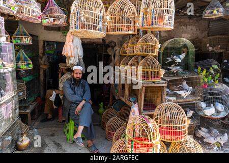 Birds for Sale, Bird Street, Kabul, Afghanistan, Asien Stockfoto