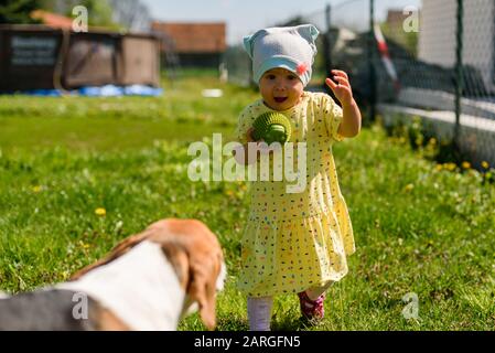 Kleines Mädchen, das am sonnigen Tag im Hinterhof mit ihrem besten Freund Beagle Hund spielt. Stockfoto